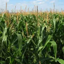 В Вологодской области вернулись к выращиванию кукурузы - Минсельхоз