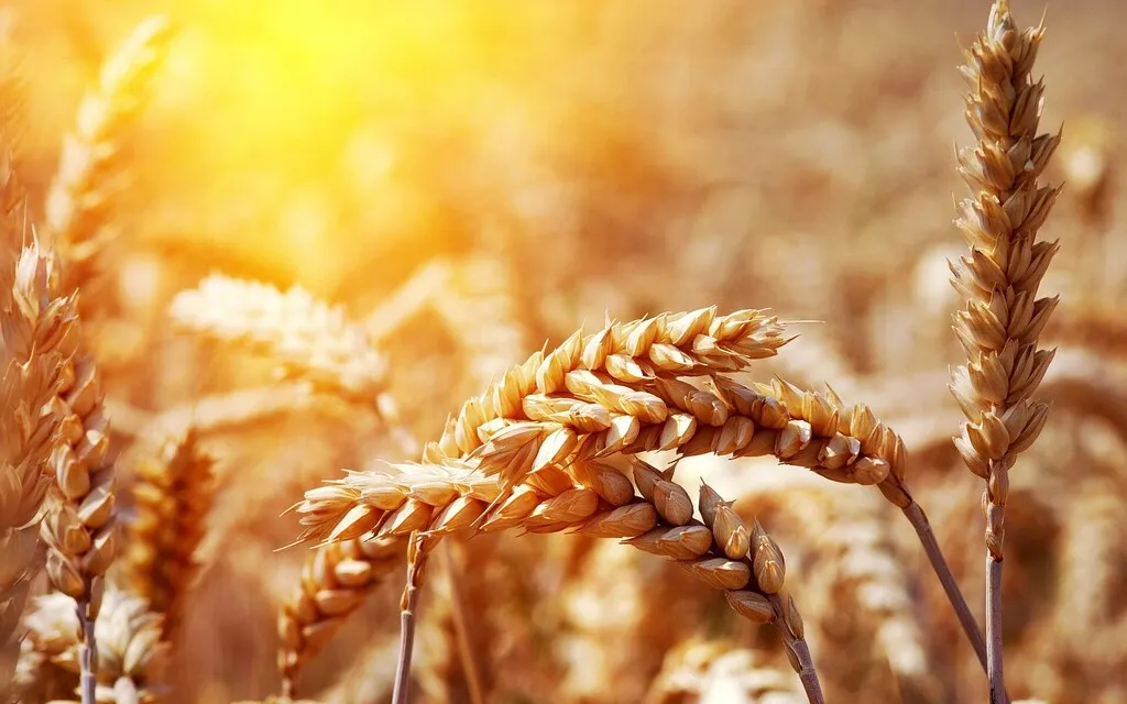 Фотография продукта Пшеница урожая 2022 года